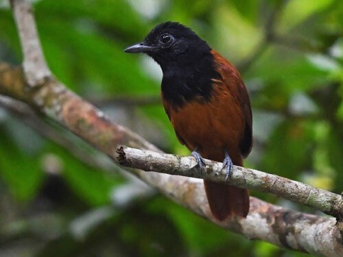 Cocha Antshrike & Lodge Transfer